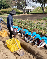 芋苗植え遠足のイメージ写真